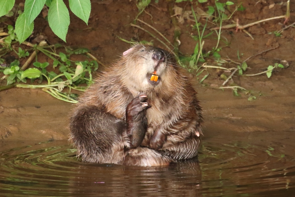 River Otter Beaver Trial | Devon Wildlife Trust